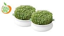 Lot de 2 coupelles de germination